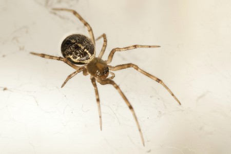 Steatoda castanea